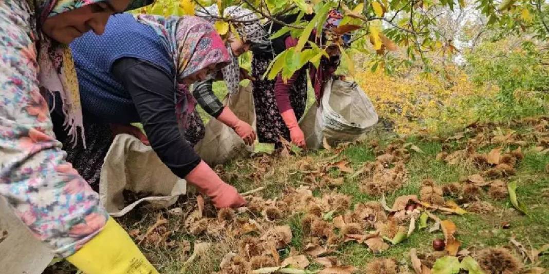 Ağaçtan düşürülüyor, kadınlar tarafından toplanıyor! Zorlu araziden köye yolculuk: Kuyuda 15 gün bekletilip satılıyor 1